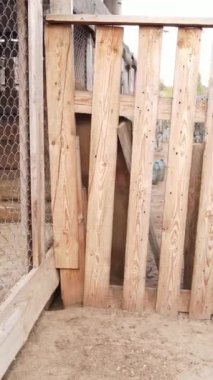 Sokak köpekleri için hava manzaralı bir barınak. Dikey video