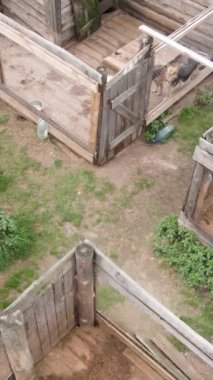 Sokak köpekleri için hava manzaralı bir barınak. Dikey video