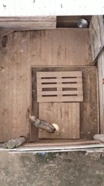 Sokak köpekleri için hava manzaralı bir barınak. Dikey video