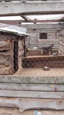 Sokak köpekleri için hava manzaralı bir barınak. Dikey video