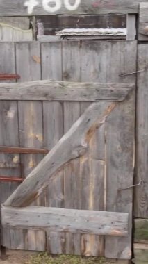 Sokak köpekleri için hava manzaralı bir barınak. Dikey video