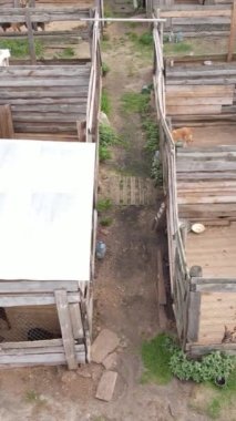 Sokak köpekleri için hava manzaralı bir barınak. Dikey video