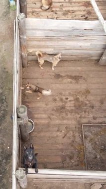 Sokak köpekleri için hava manzaralı bir barınak. Dikey video