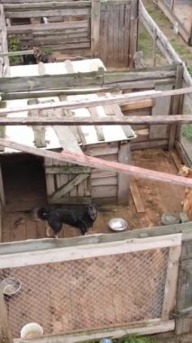 Sokak köpekleri için hava manzaralı bir barınak. Dikey video