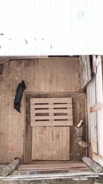 Letecký pohled na úkryt pro zatoulané psy. Svislé video — Stock video