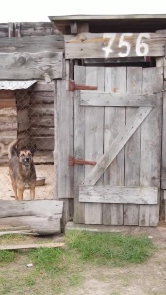 Vista aérea de um abrigo para cães vadios. Vídeo vertical — Vídeo de Stock