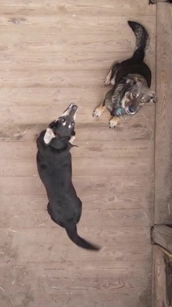 Vista aérea de un refugio para perros callejeros. Vídeo vertical — Vídeo de stock