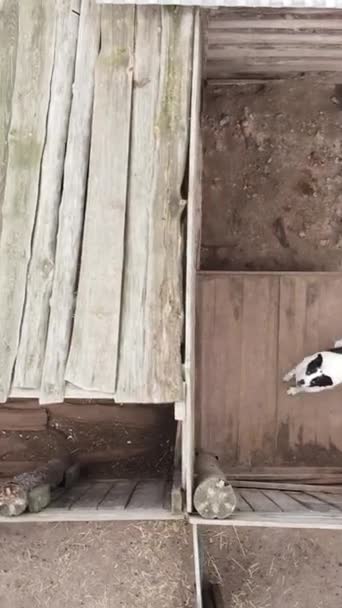 Vue aérienne d'un refuge pour chiens errants. Vidéo verticale — Video