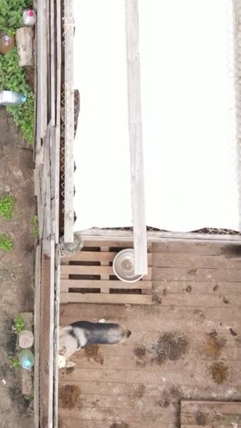 Luftaufnahme eines Tierheims für streunende Hunde. Vertikales Video — Stockvideo