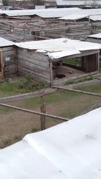 Αεροφωτογραφία ενός καταφυγίου για αδέσποτα σκυλιά. Κάθετη βίντεο — Αρχείο Βίντεο
