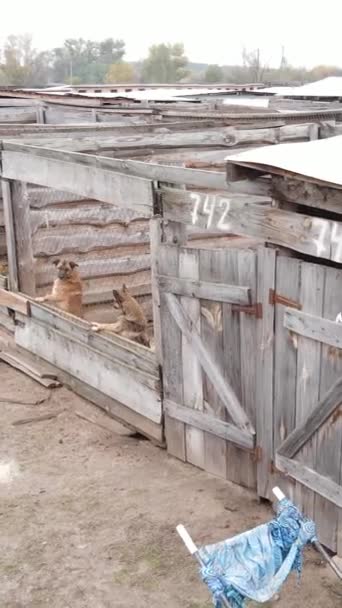 Veduta aerea di un rifugio per cani randagi. Video verticale — Video Stock