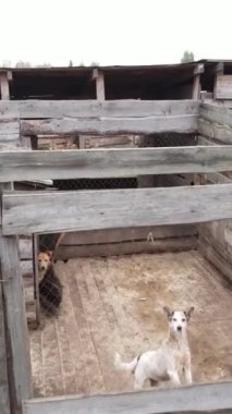 Sokak köpekleri için hava manzaralı bir barınak. Dikey video