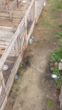 Sokak köpekleri için hava manzaralı bir barınak. Dikey video