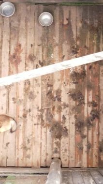 Sokak köpekleri için hava manzaralı bir barınak. Dikey video