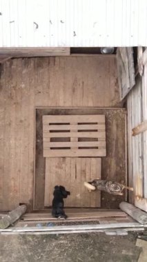 Sokak köpekleri için hava manzaralı bir barınak. Dikey video