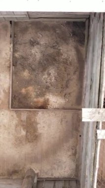 Sokak köpekleri için hava manzaralı bir barınak. Dikey video