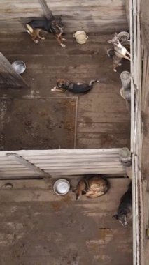 Sokak köpekleri için hava manzaralı bir barınak. Dikey video