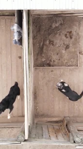 Vista aérea de un refugio para perros callejeros. Vídeo vertical — Vídeos de Stock