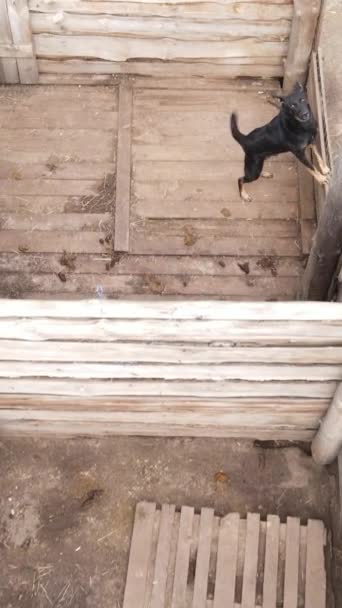 Pemandangan udara tempat penampungan untuk anjing liar. Video vertikal — Stok Video