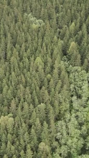Vista aérea de árvores na floresta. Vídeo vertical — Vídeo de Stock