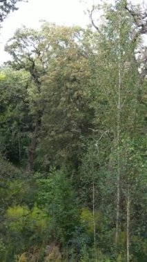 Yazın yeşil ormanın havadan görünüşü. Dikey video