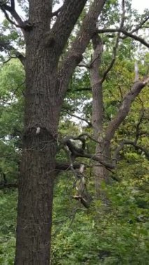 Yazın yeşil ormanın havadan görünüşü. Dikey video