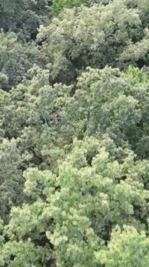 Yazın yeşil ormanın havadan görünüşü. Dikey video