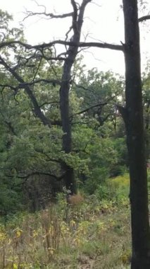 Yazın yeşil ormanın havadan görünüşü. Dikey video