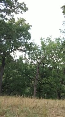 Yazın yeşil ormanın havadan görünüşü. Dikey video