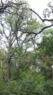 Yazın yeşil ormanın havadan görünüşü. Dikey video