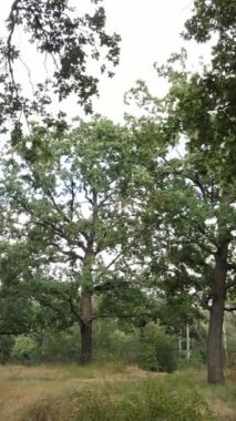 Yazın yeşil ormanın havadan görünüşü. Dikey video