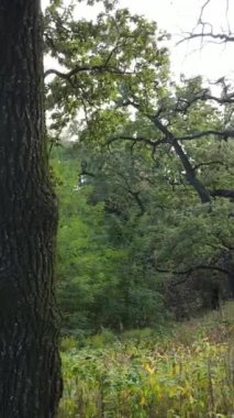 Yazın yeşil ormanın havadan görünüşü. Dikey video