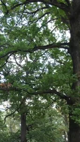 Widok z lotu ptaka na zielony las latem. Pionowe wideo — Wideo stockowe