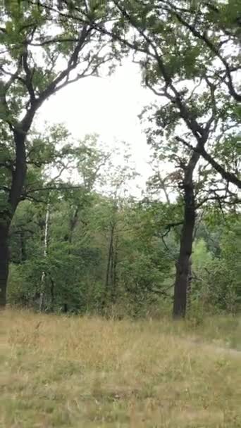 夏の緑の森の空中ビュー。垂直ビデオ — ストック動画