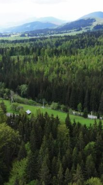 Karpat Dağları. Ukrayna. Dikey video