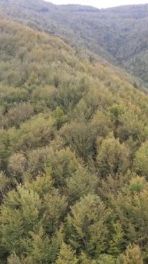 Karpat Dağları. Ukrayna. Dikey video