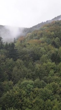 Karpat Dağları. Ukrayna. Dikey video