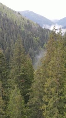 Karpat Dağları. Ukrayna. Dikey video