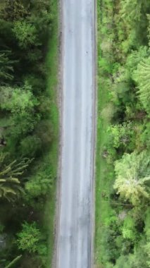 Karpat Dağları. Ukrayna. Dikey video