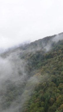 Karpat Dağları. Ukrayna. Dikey video