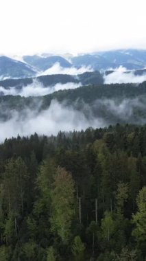 Karpat Dağları. Ukrayna. Dikey video