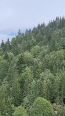 Karpat Dağları. Ukrayna. Dikey video