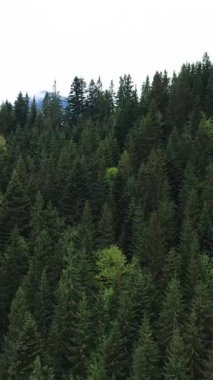 Karpat Dağları. Ukrayna. Dikey video