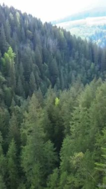 Karpat Dağları. Ukrayna. Dikey video