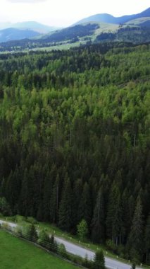 Karpat Dağları. Ukrayna. Dikey video