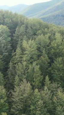 Karpat Dağları. Ukrayna. Dikey video