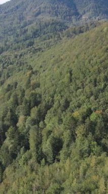 Karpat Dağları. Ukrayna. Dikey video