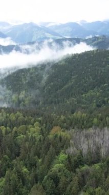 Karpat Dağları. Ukrayna. Dikey video