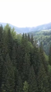 Karpat Dağları. Ukrayna. Dikey video