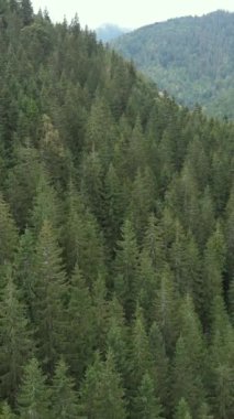 Karpat Dağları. Ukrayna. Dikey video